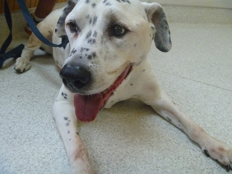 Pet Gallery Groton Ledyard Veterinary Hospital