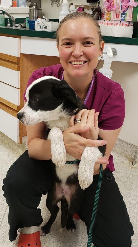 Our Veterinarians Groton Ledyard Veterinary Hospital